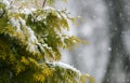 Snowfall over a forest. Winter snow on the edge of a green tree. Royalty Free Stock Photo