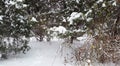 Snowfall in a park - bushes and trees