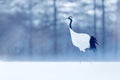 Snowfall Red-crowned crane in snow meadow, with snow storm, Hokkaido, Japan. Bird in fly, winter scene with snowflakes. Snow dance Royalty Free Stock Photo