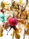 Rosehip berries in frost, rosehip Royalty Free Stock Photo