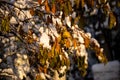 Snowfall. Snow covered trees and autmn leaves in the snowfall. Winter in mountain. Close-up shot. Royalty Free Stock Photo