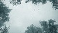 Snowfall. Snow falls in flakes from sky, snow-covered treetops on winter day Royalty Free Stock Photo