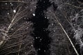 Snowfall, snow flakes, winter trees, branches covered snow at night forest Royalty Free Stock Photo