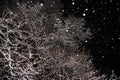Snowfall, snow flakes, winter trees, branches covered snow at night Royalty Free Stock Photo