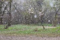 Snowfall in the spring forest. The first snow in the forest Royalty Free Stock Photo
