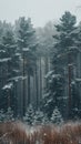 Snowfall in Tranquil Pine Forest. A serene scene of gentle snowfall blanketing a pine forest, with the trees standing