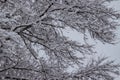 Snowfall on trees in a snowy landscapel Royalty Free Stock Photo