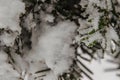 Snowfall on trees in a snowy landscapel Royalty Free Stock Photo