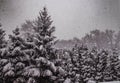 Snowfall on trees in a snowy landscapel Royalty Free Stock Photo