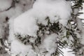 Snowfall on trees in a snowy landscapel Royalty Free Stock Photo