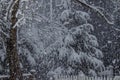 Snowfall on trees in a snowy landscapel Royalty Free Stock Photo