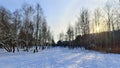 After the snowfall walkers tramped a path among the birches and pines through the snow-covered park to the building behind the tre Royalty Free Stock Photo