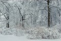 after a snowfall in the winter afternoon trees and bushes in the snow