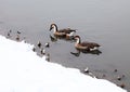 A pair of wild geese were taking a nap on the shore..