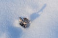 Snowfield and Dry plants in Northeast China Royalty Free Stock Photo