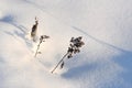 Snowfield and Dry plants in Northeast China Royalty Free Stock Photo