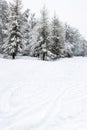 Snowfield and snow-covered coniferous forest