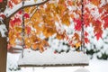 snowfilled tree swing with a backdrop of red and gold leaves