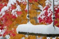 snowfilled tree swing with a backdrop of red and gold leaves