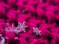 Snowflake beautiful on the red winter background Royalty Free Stock Photo