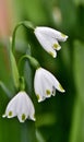 Snowflake blossoms Royalty Free Stock Photo