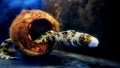 Snowflake Eel - Echidna nebulosa Royalty Free Stock Photo