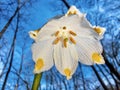 Snowflake flower in forest makro fotography Royalty Free Stock Photo