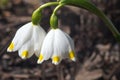 Snowflake flower - rare spring flower.