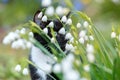 Snowflake flowers Leucojum aestivum growing in spring garden with black and white cat with green eyes on the back. Royalty Free Stock Photo