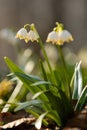 Snowflake (Leucojum vernum) in spring beech natural forest