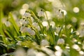 Snowflake (Leucojum vernum) in spring beech natural forest