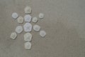 Snowflake made of shells of sea urchins sand dollar lying on the white sand. Royalty Free Stock Photo