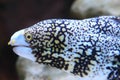 Snowflake moray