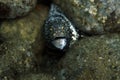 Snowflake Moray Royalty Free Stock Photo