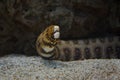 Snowflake moray Echidna nebulosa Royalty Free Stock Photo