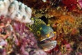 The snowflake moray Echidna nebulosa also known as the clouded moray,portait Royalty Free Stock Photo