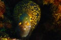 The snowflake moray Echidna nebulosa also known as the clouded moray,portait Royalty Free Stock Photo