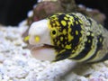 Snowflake Moray Eel Royalty Free Stock Photo