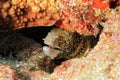 Snowflake Moray Eel Royalty Free Stock Photo