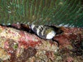 Snowflake Moray Eel (Echidna Nebulosa) in the filipino sea 29.1.2015 Royalty Free Stock Photo