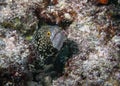 Snowflake Moray Eel Echidna nebulosa Royalty Free Stock Photo