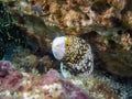 Snowflake Moray Eel Echidna nebulosa Royalty Free Stock Photo