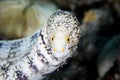 Snowflake Moray Eel Underwater