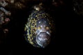 Snowflake Moray Eel Underwater Royalty Free Stock Photo