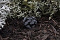 Snowflake obsidian on forest floor Royalty Free Stock Photo