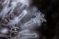 Magical Snowflake frozen stuck to frozen burdock