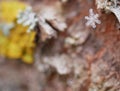 A snowflake tangled in a web stretched over lichens on the bark of a tree on a cloudy winter day. The approach of the New year and Royalty Free Stock Photo