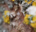 A snowflake tangled in a web stretched over lichens on the bark of a tree on a cloudy winter day. The approach of the New year and Royalty Free Stock Photo