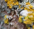 A snowflake tangled in a web stretched over lichens on the bark of a tree on a cloudy winter day. The approach of the New year and Royalty Free Stock Photo