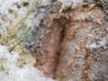 A snowflake tangled in a web stretched over lichens on the bark of a tree on a cloudy winter day. The approach of the New year and Royalty Free Stock Photo